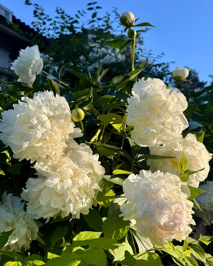 Femino